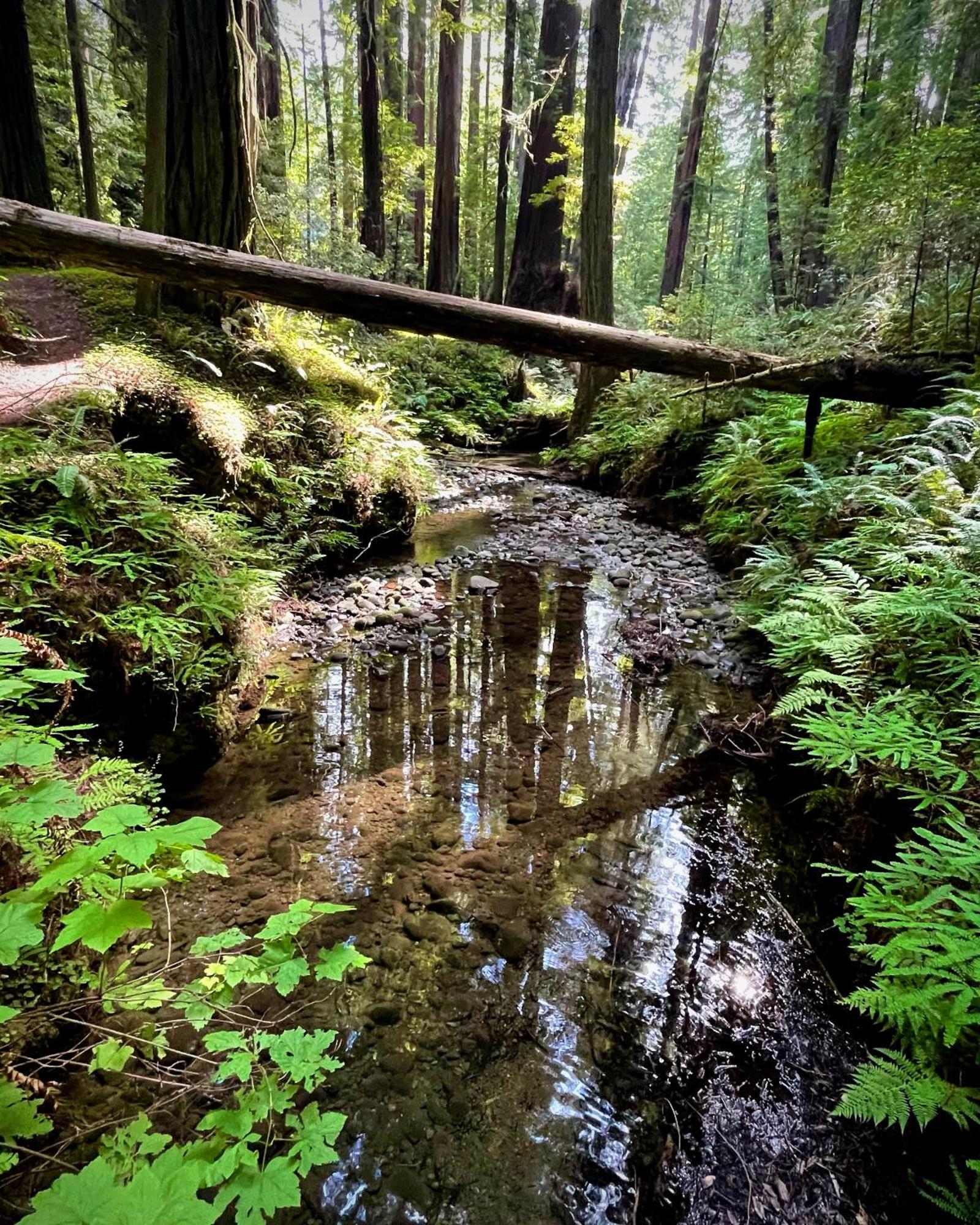 Avenue Of The Giants Caraway Cottage Miranda Dış mekan fotoğraf