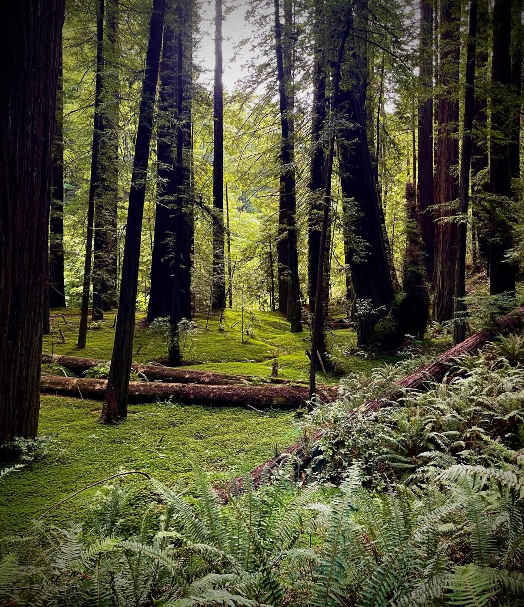 Avenue Of The Giants Caraway Cottage Miranda Dış mekan fotoğraf