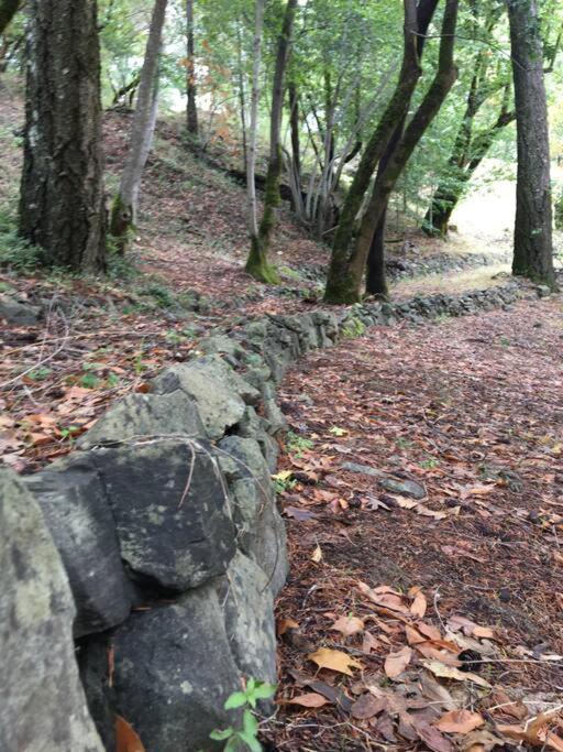 Avenue Of The Giants Caraway Cottage Miranda Dış mekan fotoğraf